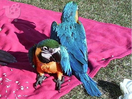 PoulaTo: γλυκό μπλε και χρυσό Macaw για μια μόνιμη οικογένεια